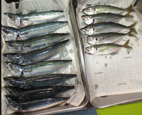 土曜のサバ釣り