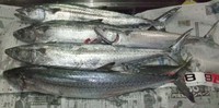 日曜日の釣果