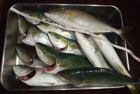 今日は完敗！