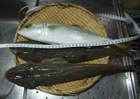 いろいろ試し
