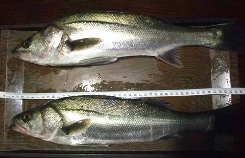 ２０１３年初釣行