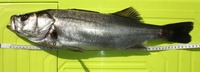 久しぶりの釣果