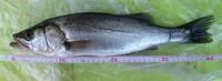 不完全燃焼である・・・