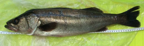 いかに考えて釣るか・・・