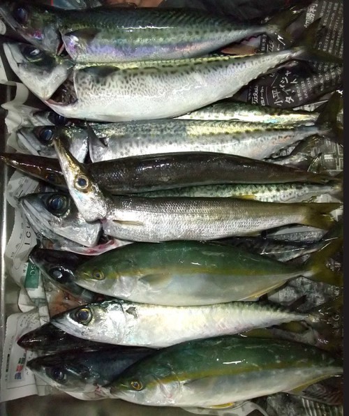 梅雨の晴れ間の釣行