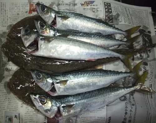 土曜日の釣果