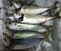 梅雨の晴れ間の釣行