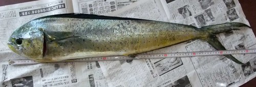 思うようには・・・