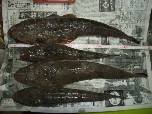 久しぶりの釣果