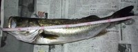 陽あぶりの次は水攻め・・・