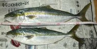 爆釣を期待して