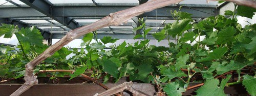 バネが伸びる様に