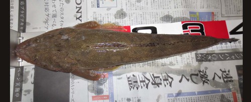 マゴチ