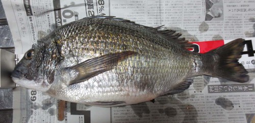 ひらめきにて
