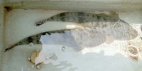 マグレが連続、海の恵みに感謝！
