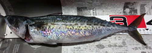 待っていた獲物