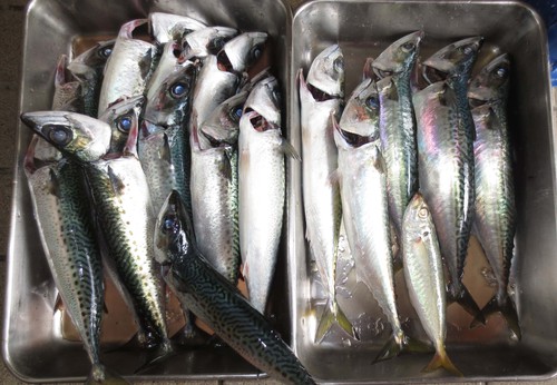 サバ釣り