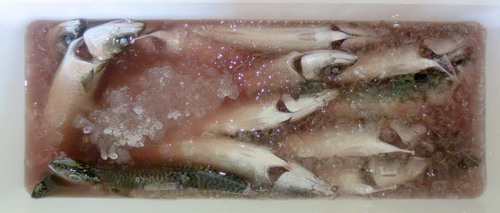 サバ釣り