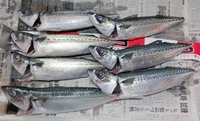 続けてサバ釣り