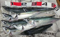 さば釣行