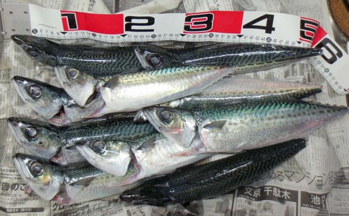 さば釣行