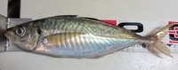 ワールドカップ日本初戦前釣行