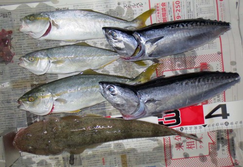 台風後の釣行（８月１３日）
