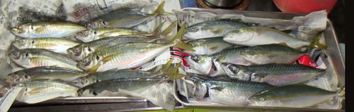 ８月１４日の釣行