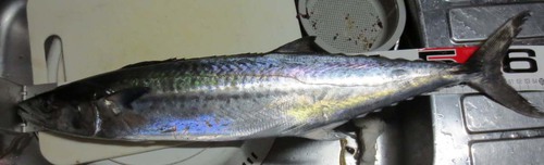土曜日の釣行
