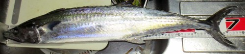 土曜日の釣行