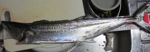 土曜日の釣行