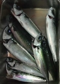２０１４年の釣行を振り返る（サバ）