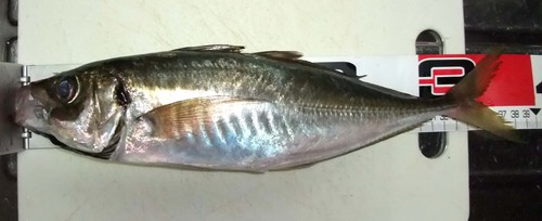 釣れているうちに釣らないと！