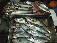 ９月最初の土日の釣行