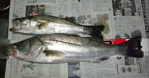 何とか釣れた