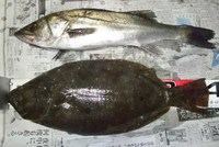 初冬日曜のシーバス釣行