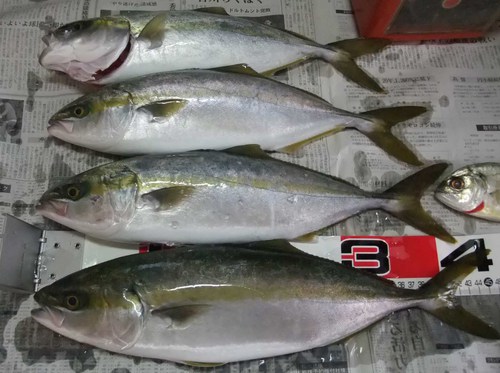 初冬の小潮での釣行
