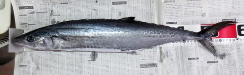 釣り残した魚