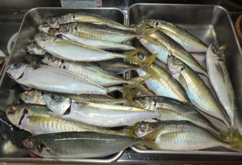 土曜日の釣行
