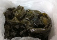 大量ワカメ