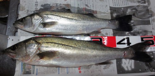 ２０１５年初釣行