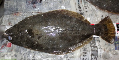連続釣行