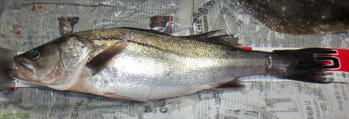 連続釣行