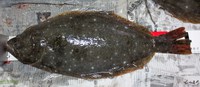 連続釣行