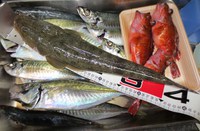 今年最初のオフショア釣行
