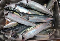 そろそろ釣れても良いと思うのだが