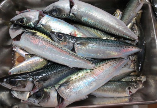 そろそろ釣れても良いと思うのだが