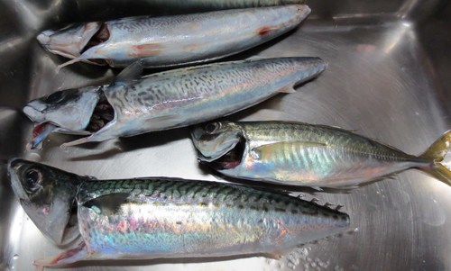 そろそろ釣れても良いと思うのだが