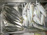 久しぶりの遠州灘