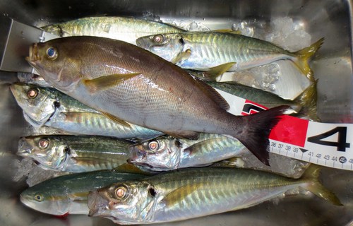 真夏の釣行